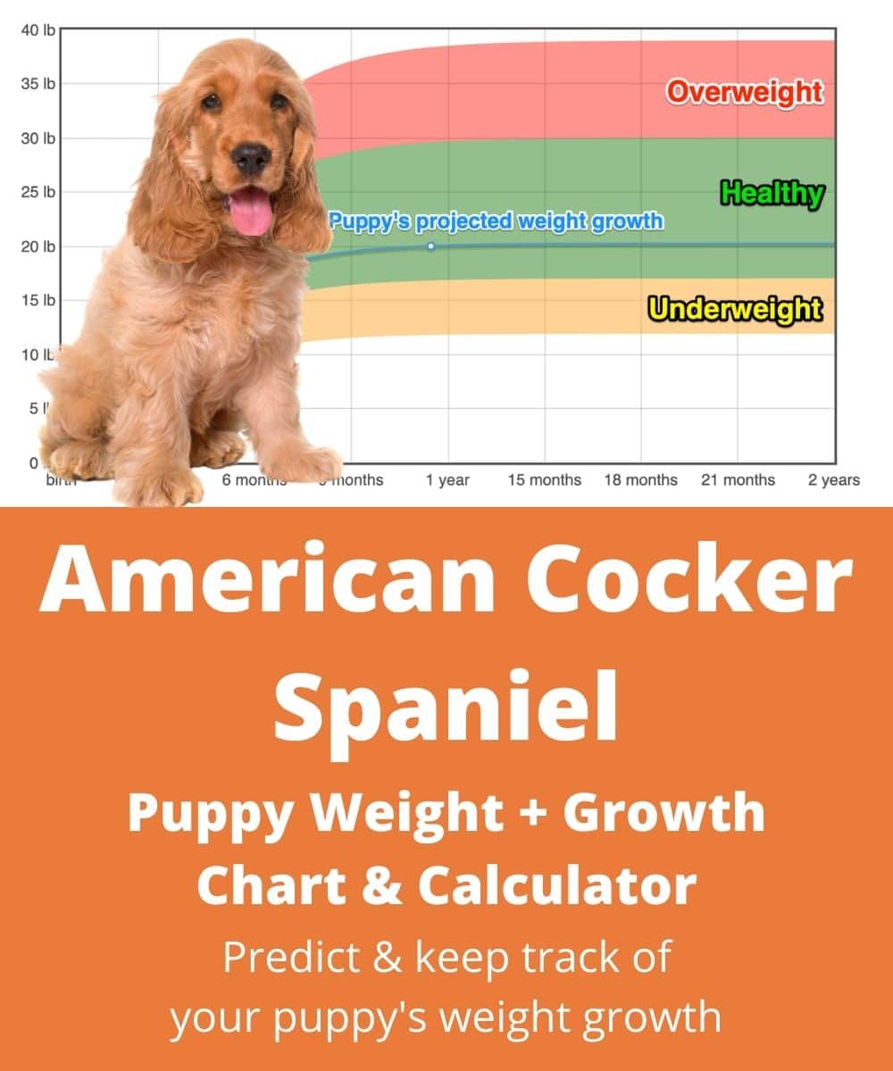 american-cocker-spaniel Puppy Weight Growth Chart